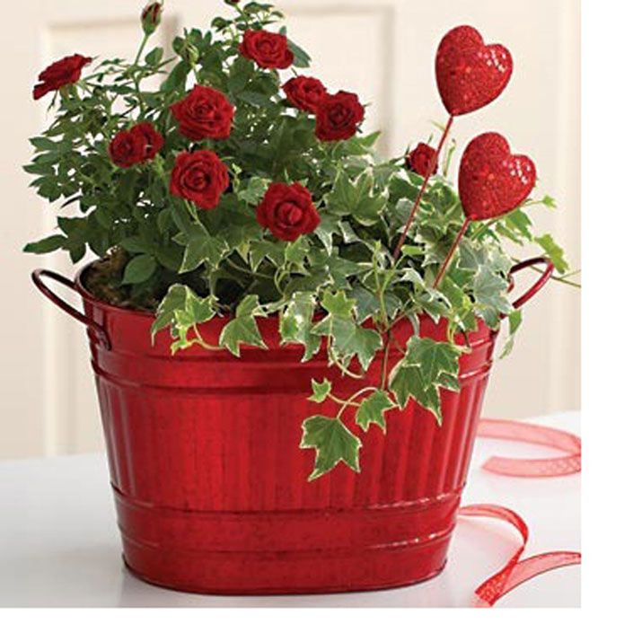 Garden Accessories And Homewares
